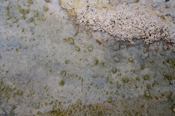 seaweed on the beach