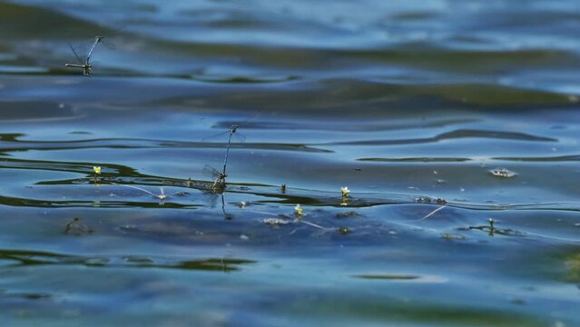 Close-up slow motion of beautiful common bluetails (Ischnura elegans) mating on the blue water. Slow motion of blue-tailed damselflies sitting on a plant and flying around. Summertime on a lake. 4K
