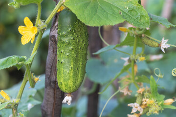 Fresh cucumber on a wooden support - High angle of green cucumber growing in garden on sunny day