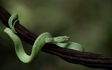 A Pit Viper in Costa Rica 