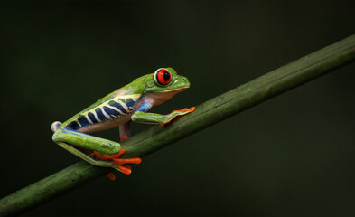 Fototapeta premium A red-eyed tree frog in Costa Rica