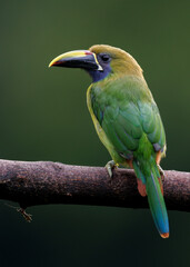 Emerald toucanet in Costa Rica 