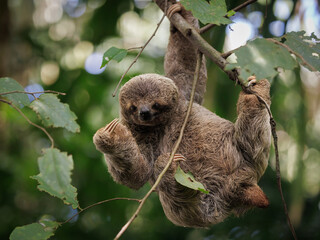 A young sloth in Costa Rica  - obrazy, fototapety, plakaty