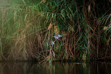 ducks in the pond