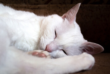 white cat with a pink nose lies asleep