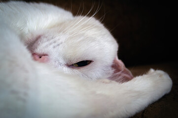 white cat lies squinting half-open eye