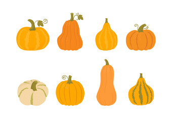 Pumpkin set of various shapes and colors on white bacground. Traditional autumn vegetables, harvest. Thanksgiving and Halloween Elements. Organic food