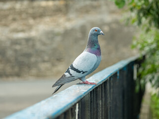 Zbliżenie na gołębia znajdującego się na moście na tle ceglanego muru