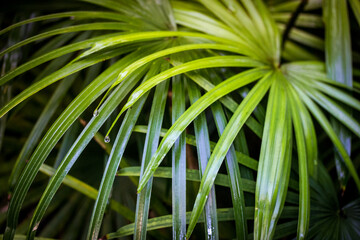 Juicy green palm leaves with water droplets after rain, watering. Tropical palm plants, shrubs, trees in a botanical garden, park, greenhouse, jungle. Exotic foliage on dark background. Floral pattern