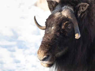 Musk ox head in the background of the snow