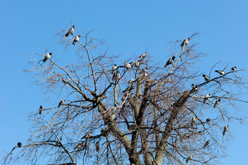Crows are sitting on a tree against a blue sky
