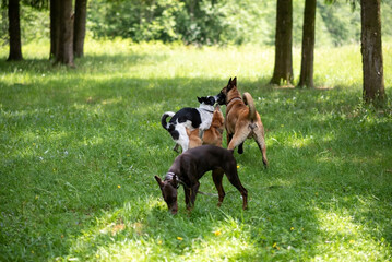 Attempted group sex with purebred dogs in the park.