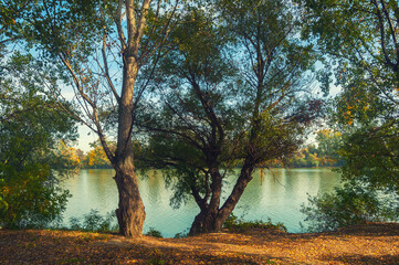 Autumn in the forest beside river on a sunny day