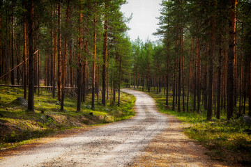 Fototapeta premium Forest road in a pine forest on a summer day