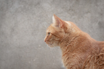Profile photo of an orange tabby cat with an angry look on a gray background