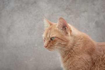 Profile photo of an orange tabby cat with an angry look on a gray background