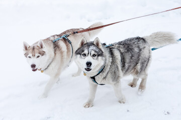 Two blue-eyed husky on a leash in the snow. Two husky dogs are walking on a winter day