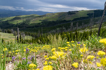 Wildflowers at start of the Mt. Washburn Trail in Yellowstone National Park