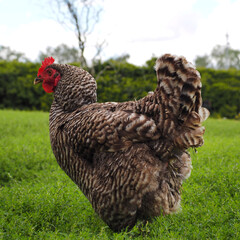 a chicken with gray and white feathers is standing close on the grass. side view. farm. agrotourism