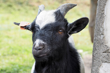 close by stands a black goat with a white spot on its forehead.  front view.  farm .  agritourism