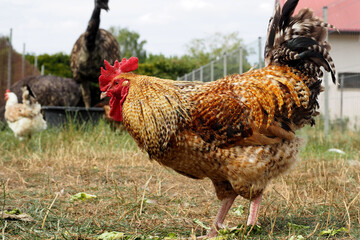 a large rooster with red and orange feathers stands on an ostrich farm.  side view.  Domestic bird