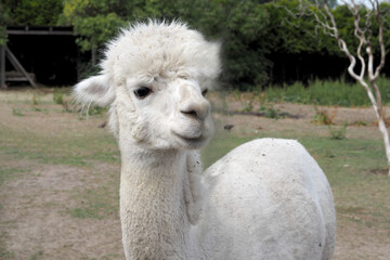 Obraz premium A white sheared alpaca stands in a fence on a farm. agritourism. small farm