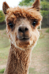 close up brown sheared alpaca stands against the background of grass on the farm.  agritourism.  small farm