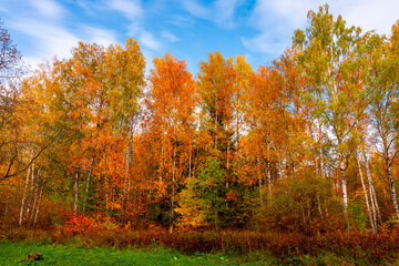 Autumn landscape of Babolovsky park, Pushkin (Tsarskoe Selo), Saint Petersburg, Russia
