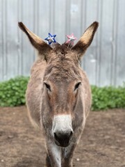 portrait of a donkey