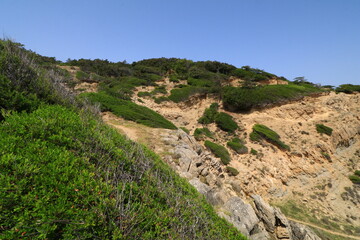 Fototapeta na wymiar Green bushes grow on the rocky coast of the Adriatic Sea