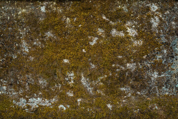 the texture of the stone wall on which orange-green moss grows.