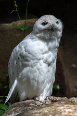 Perching Snowy Owl (Nyctea scandiaca)