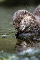 Oriental Small-Clawed Otter (Aonyx cinerea) Feeding