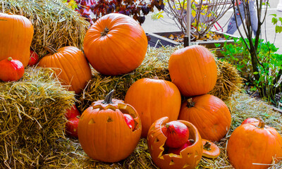 Orange Big Pumpkins for Halloween