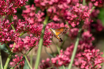 A Nessus Sphinx Moth pollinating within a blooming Red Valerian flower garden.
