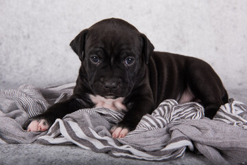 Black and white American Staffordshire Terrier dog or AmStaff puppy on gray background
