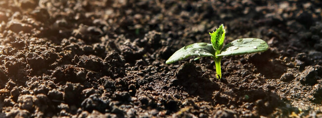 The first germinal leaves of a young cucumber close-up grow in the soil.