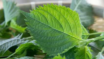 日本のシソの葉｜Japanese basil・Green shiso leaf