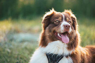 Australian Shepherd dog portrait in nature at beautiful sunset