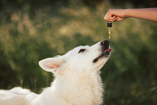 White dog taking CBD oil by licking a dropper pipette