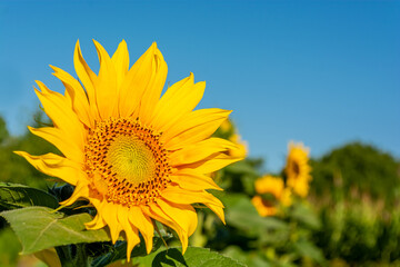 Fototapeta premium Blooming sunflower in the field