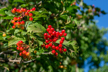 bush of red viburnum with unripe berries