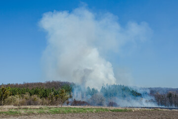 Large-scale forest fire. Burning field of dry grass and trees. Thick smoke against blue sky. dangerous effects of burning grass in fields in spring and autumn.