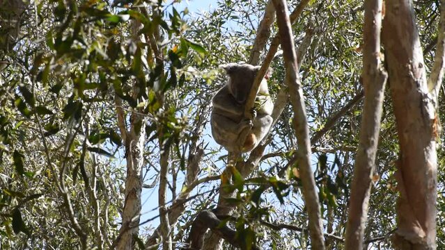 A koala sleeping high in a eucalyptus tree in Coombabah Lake Conservation Park, Gold Coast, Queensland, Australia.