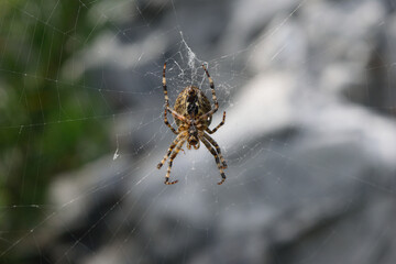 Spider and web macro 