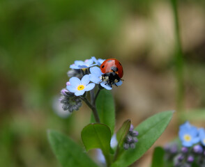 Ladybug on a flower closeup