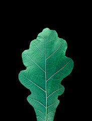 Oak leaf closeup isolated on dark background.