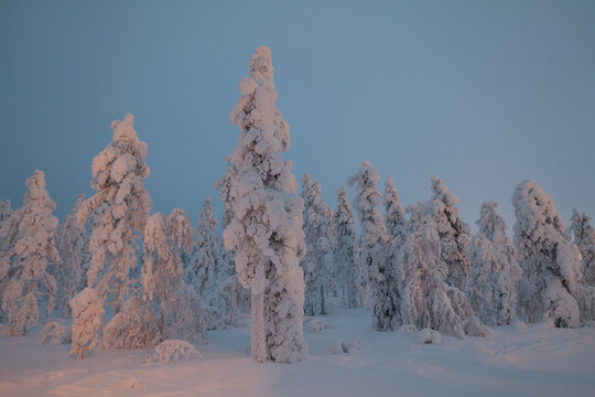 Pine trees in the snow, Lapland.