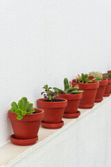 Row of succulents in ceramic pots against a white wall