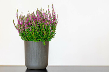 Selective focus of purple flowers Calluna vulgaris flower pot, Heath, ling or simply heather is the...